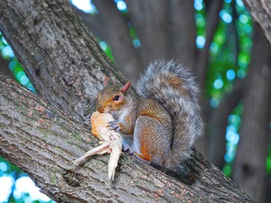 Tastes Like Chicken...Because it IS
