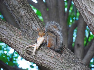 Yes I like Chicken Wings 