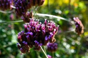 Cluster of Miniature Flowers