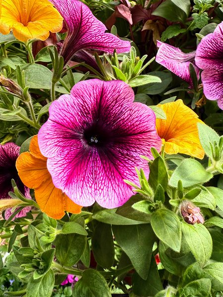 Whispers in Bloom – Petunia Poetry Print