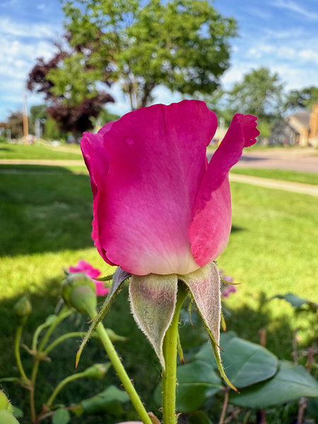The Blush Before the Bloom Print