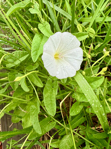 Bindweed Poise Print