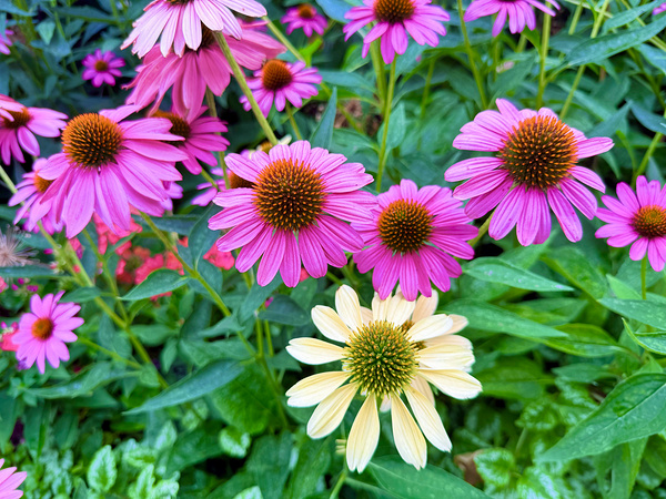 Pink & Cream Petalscape Print