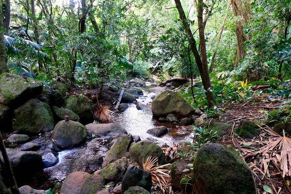 Hiking Hawaii Water Flow B Print