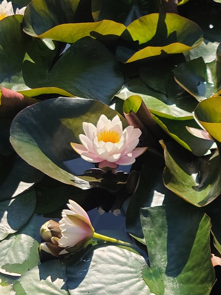 Sun-Kissed Petals: A Lilys Morning Print