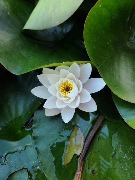 The Heart Within: Petals of Peace Print