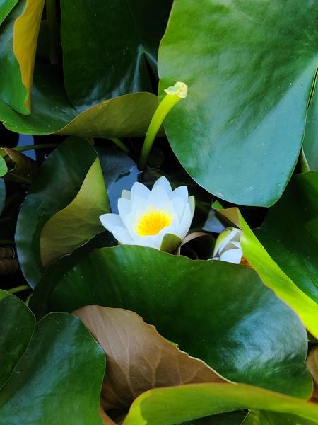 The Quiet Reveal: Beauty Beneath Print