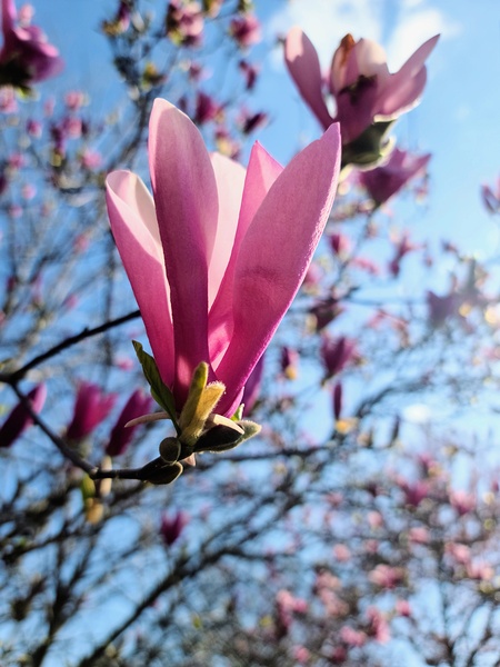 Pink Petals in Warm Light Print