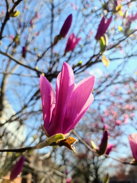 Magnolia Spring Bloom with Buds Print