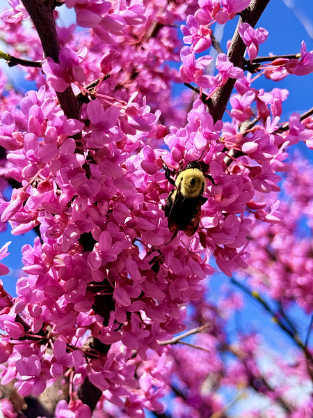 Nothing But Spring Print