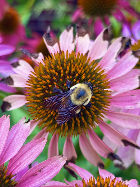 The Heart of Nature Print