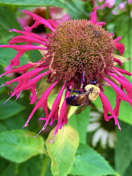 Vital Encounter Print