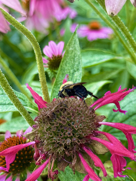 Fading Glory Last Harvest Print