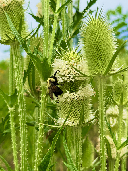 Wings and Spikes Print