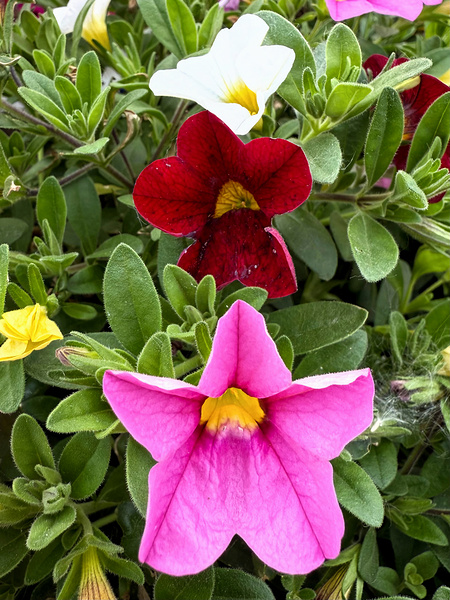 Bold Petals Quiet Strength Print