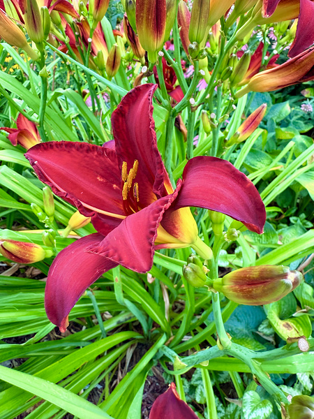 Royal Daylily Portrait Print