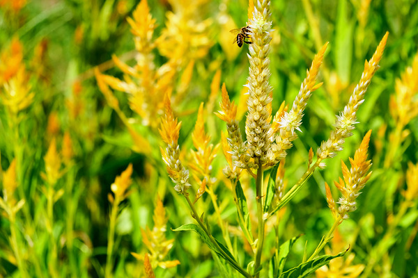 Yellow Wool Flower: Fields of Fire and Flight Print
