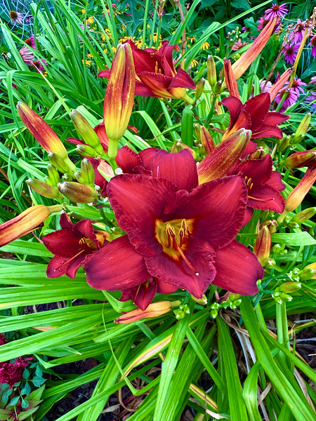 Scarlet Awakening Print