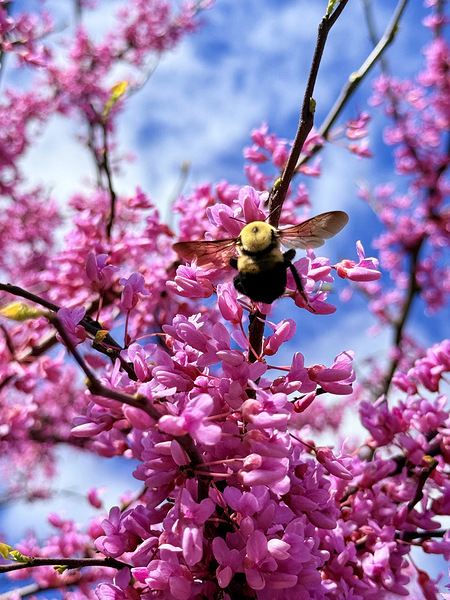 The Bloom Rider Print