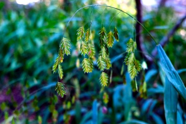 Silent Green Wind Chimes 2 Print