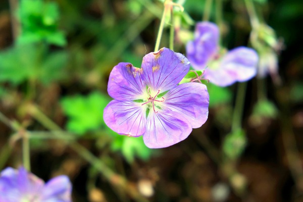 Flower Bloom 8 Print