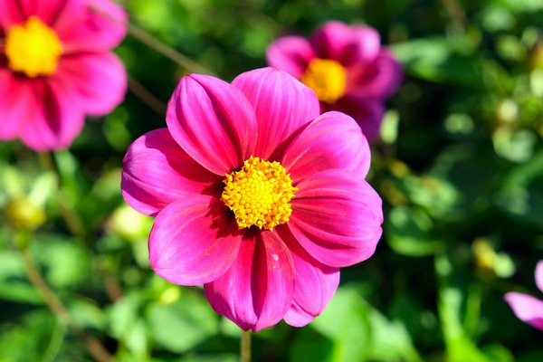 Flower Bloom 7 Print