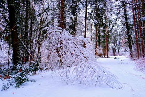 Bowing to Winter Print