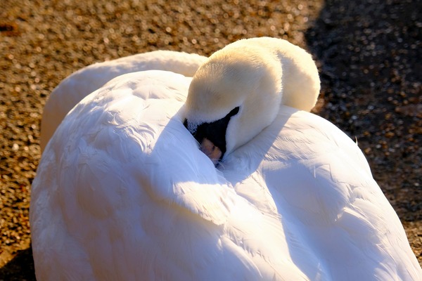 Got My Eye On You Swan Print