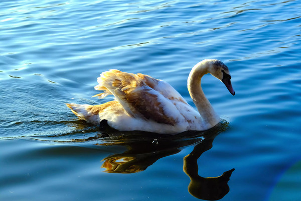 Baby Swan Cygnet Print