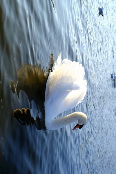 Wings of Love 2B Print