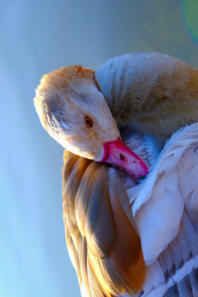 Got My Eye On You Duck Print