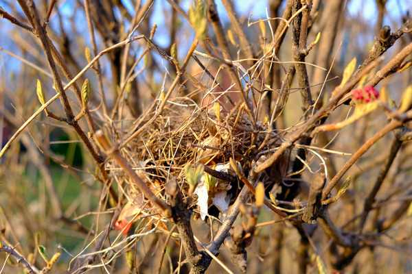 Sanctuary Among Branches Print