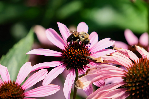 Coneflower and the Resting Wanderer Print