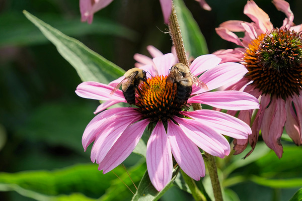 The Harmony of Pollination: Twin Bees on a Purple Coneflower Print