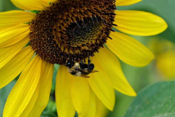 Bee Under the Sunflower:  The Architect of Harvest Print