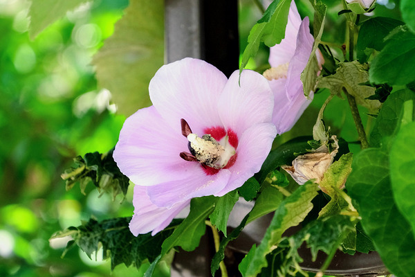 Bee Drowning in Pollen  Print