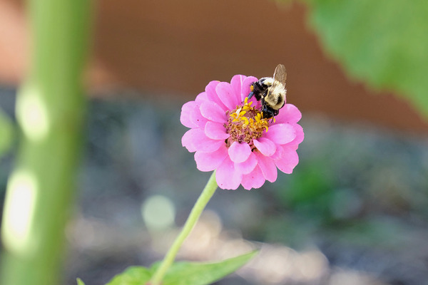 The Quiet Provider: Portrait of Pollination Print