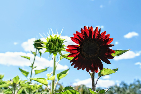 Bloom of the Dark Sun Flower Print