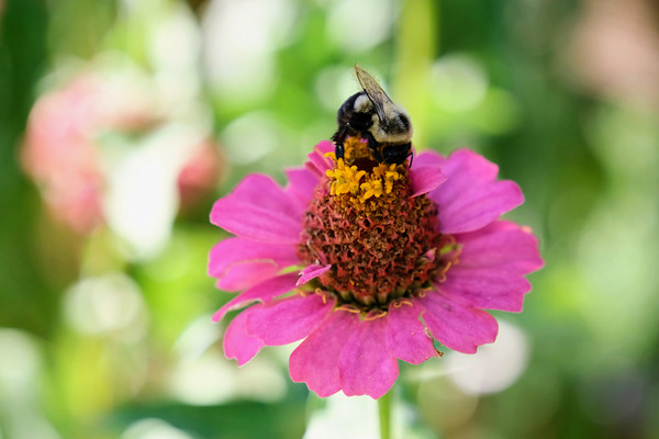 Petals and Purpose: An Ode to Quiet Industry Print