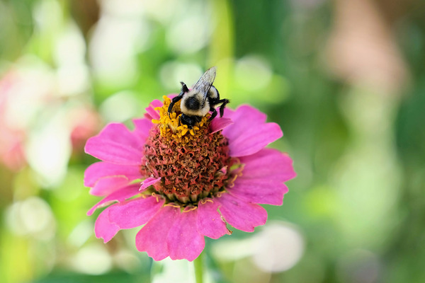 Tiny Architect of the Bloomworld Print