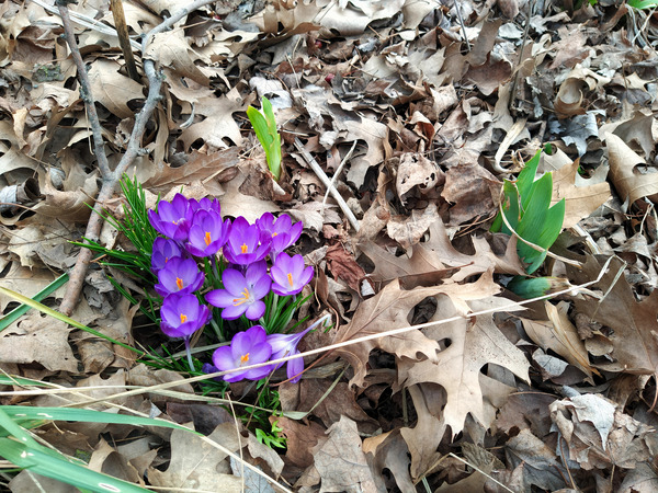 Spring Emerges Print