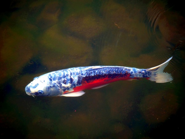 An American Koi Story Print