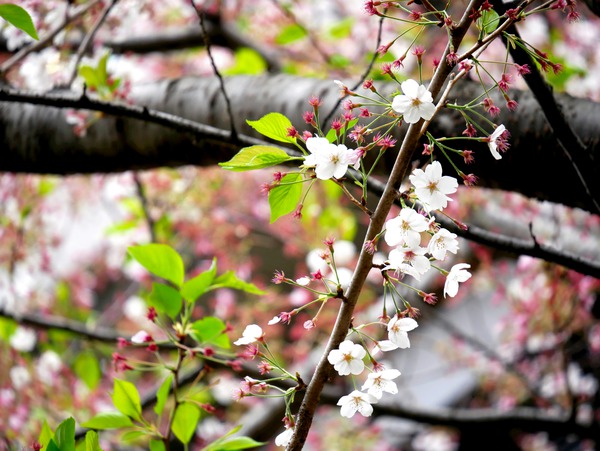 Cherry Blossom 2 Print