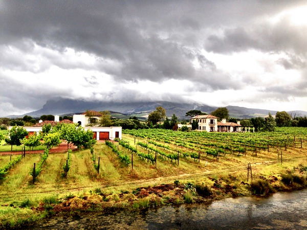 Vineyard in South Africa Print