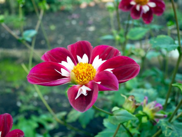 Crimson Bloom Boom   Print