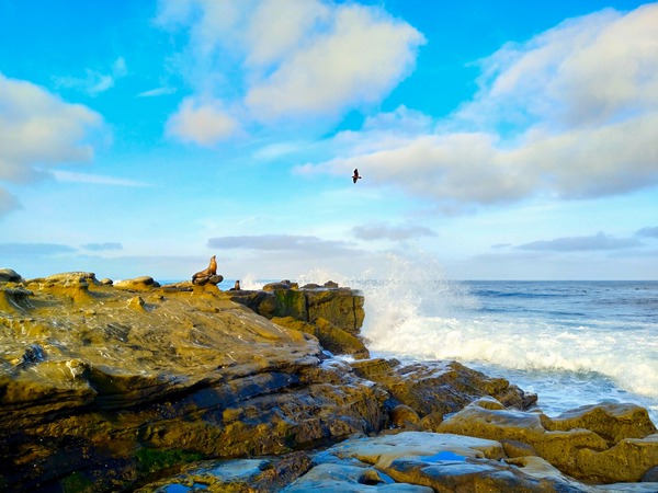 Seal Meditation 2 Print