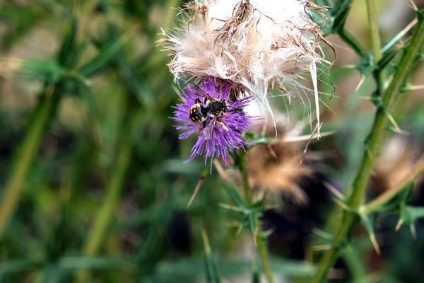 To Bee or Not to Bee  2 Print