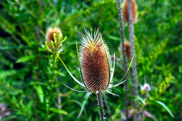 A Beautiful Prick Print