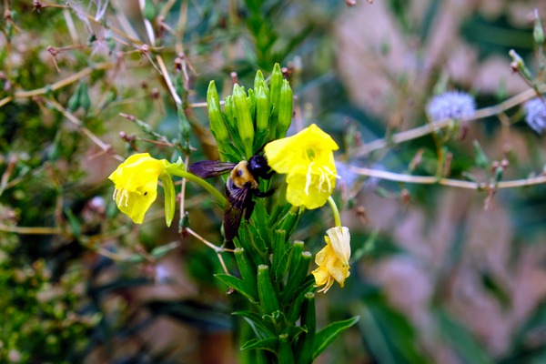 To Bee or Not to Bee  -- Checking Under The Hood Print