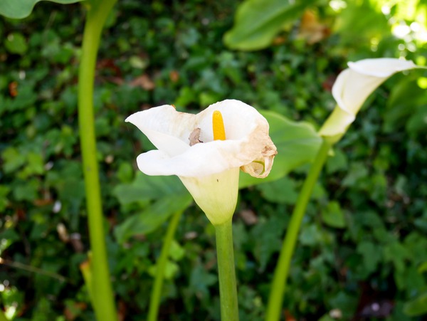Golden Rod Exposed 2 Print